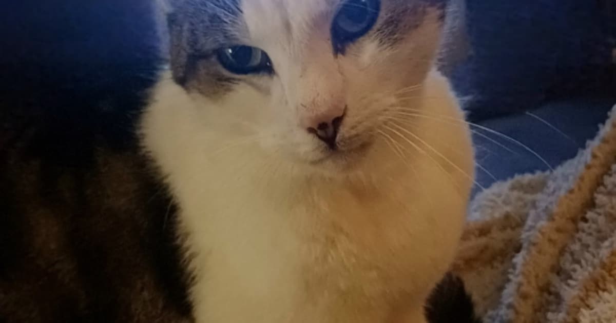 Heb jij Skip, Lily of Poeki gezien? Deze vijf huisdieren worden in Noordenveld vermist