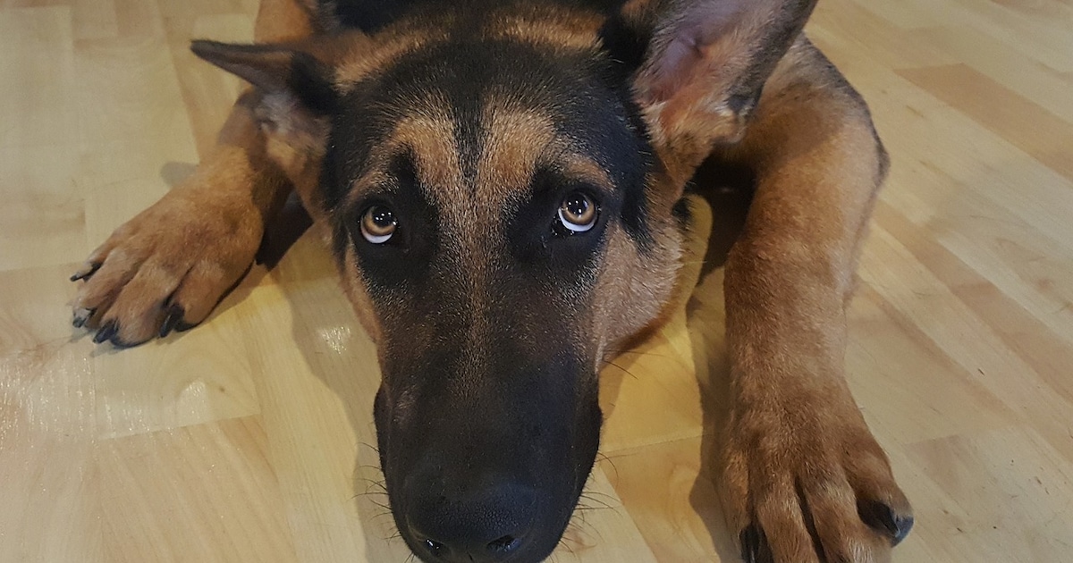 Hondenverzorger (41) vangt hond Rex tijdelijk op, daarna heeft baasje keuze: operatie of euthanasere