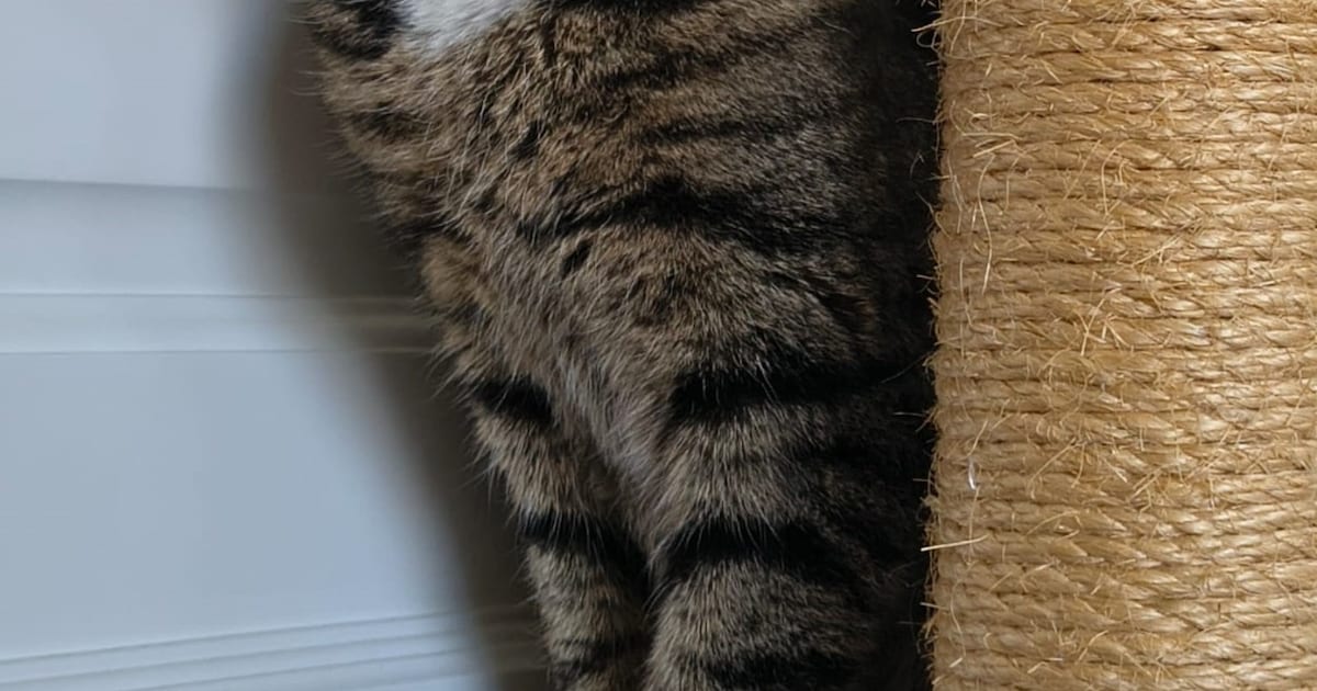 Heb jij Beauty of Ed gezien? Deze twee huisdieren worden in Vught vermist