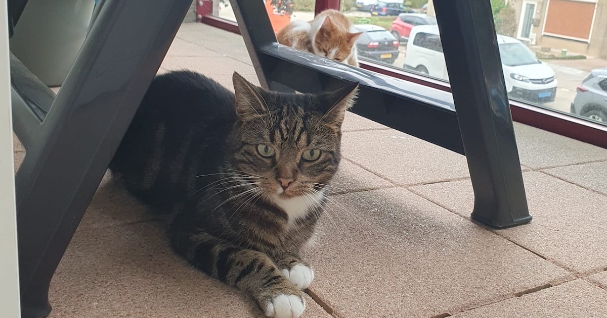 Heb jij Rambo gezien? Dit huisdier wordt in Reimerswaal vermist