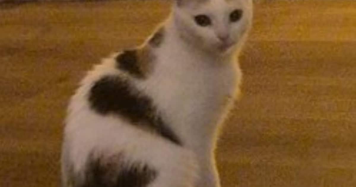 Heb jij Pep of Moppie gezien? Deze twee huisdieren worden in Voorschoten vermist