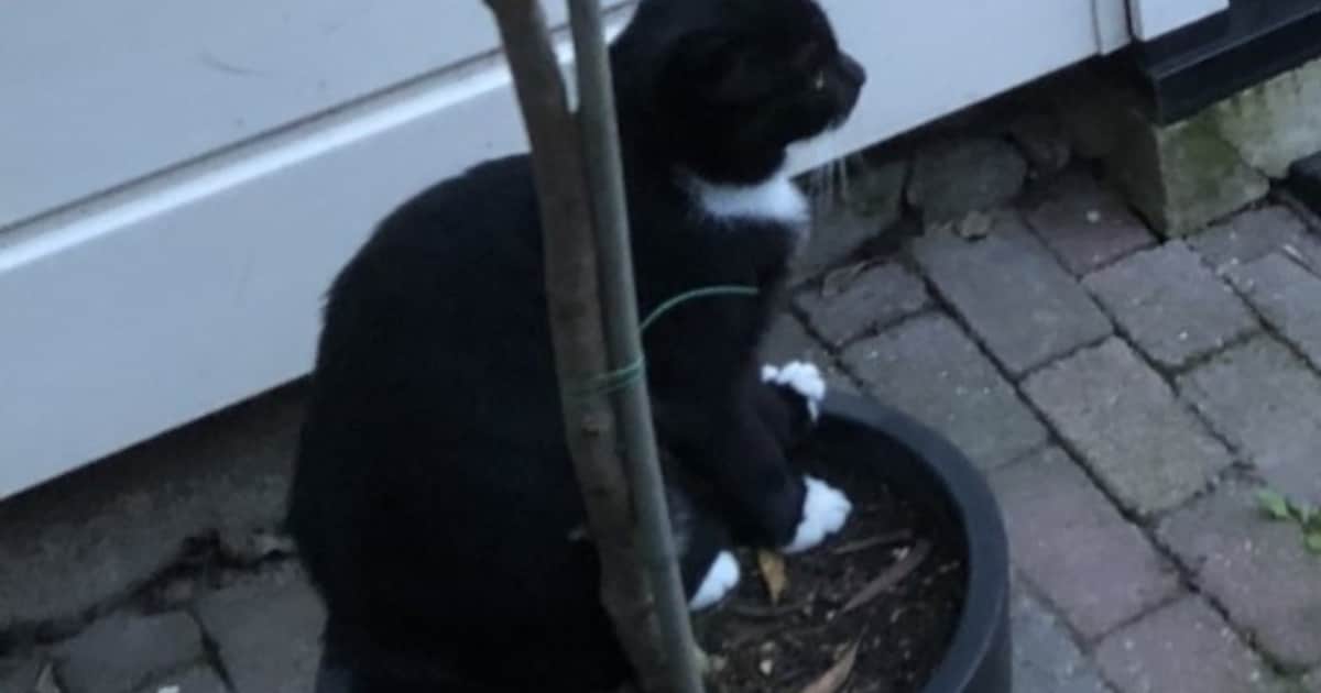 Heb jij Sky of Saar gezien? Deze twee huisdieren worden in Ridderkerk vermist