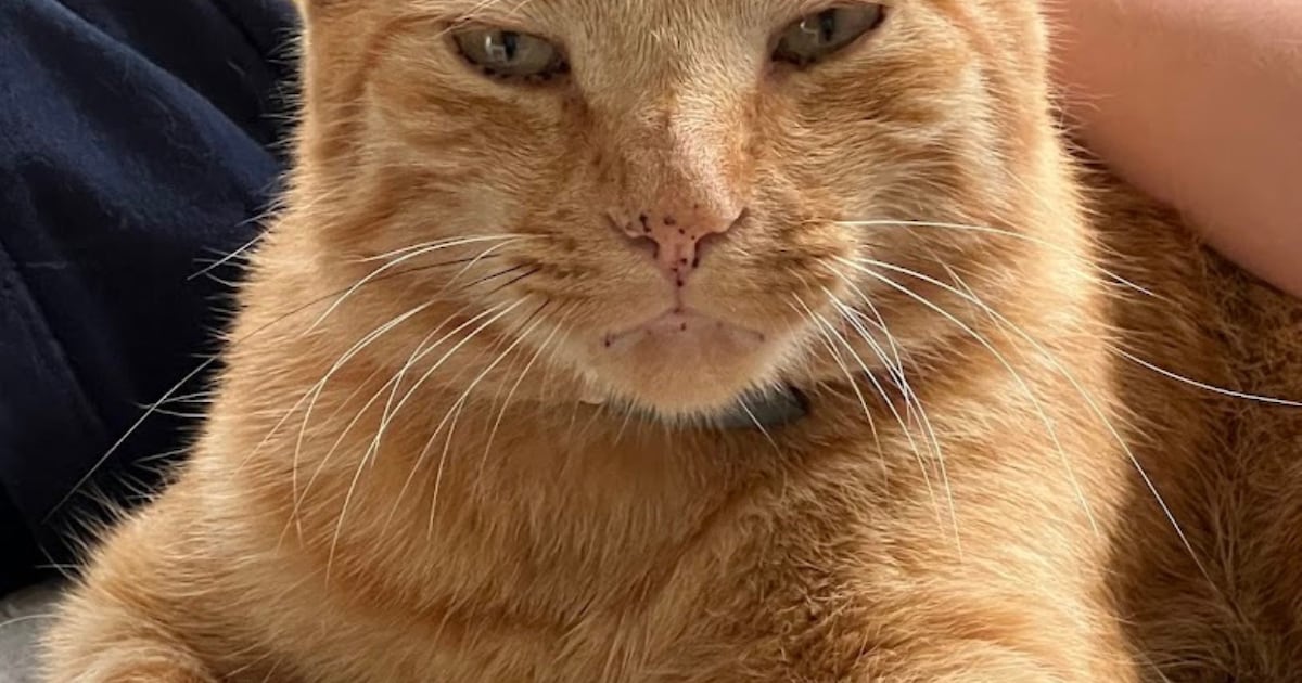 Heb jij Coco, Goofy of Braam gezien? Deze 12 huisdieren worden in Haarlem vermist