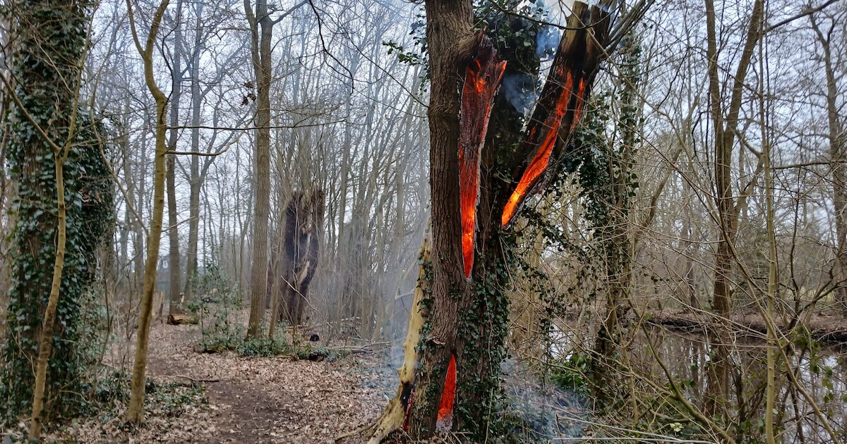 Boom in brand gestoken in Foxhol