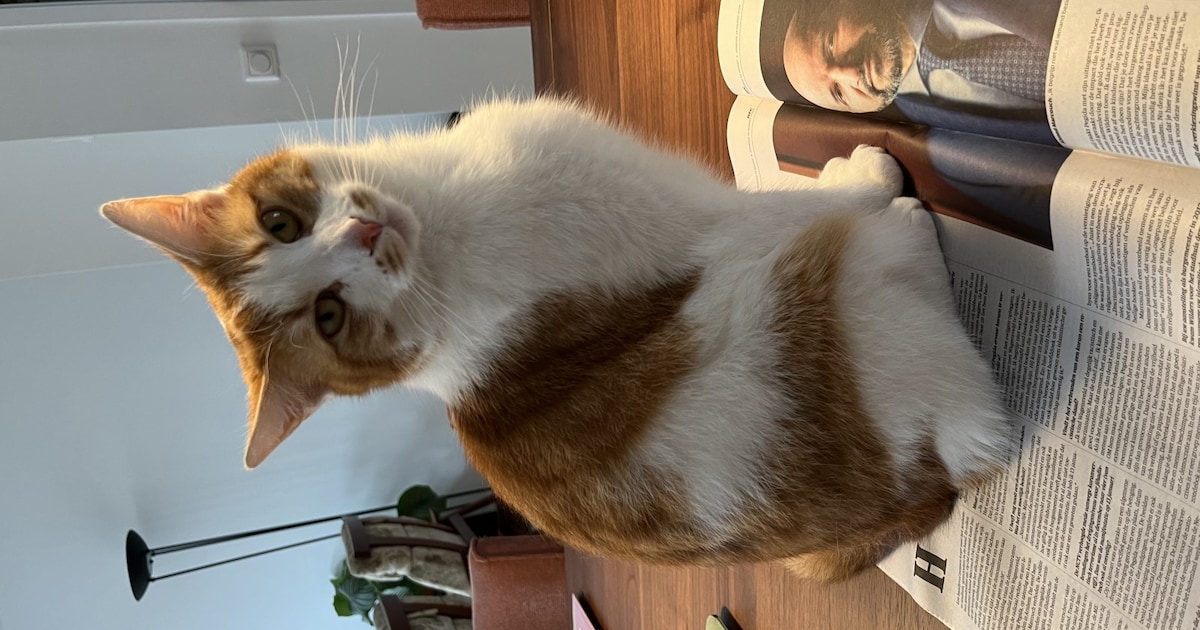 Heb jij Matz, Sukkar of Jip gezien? Deze negen huisdieren worden in Amersfoort vermist