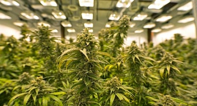 Barendrecht legt dwangsom op aan dealer en wietplantage