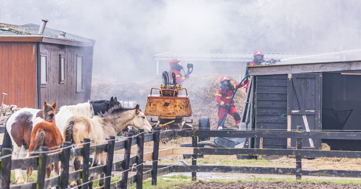 Grote brand in paardenschuur in Grijpskerk, dieren gered