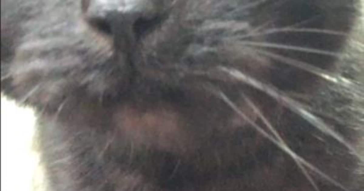 Heb jij Karel of Banni gezien? Deze twee huisdieren worden in Culemborg vermist