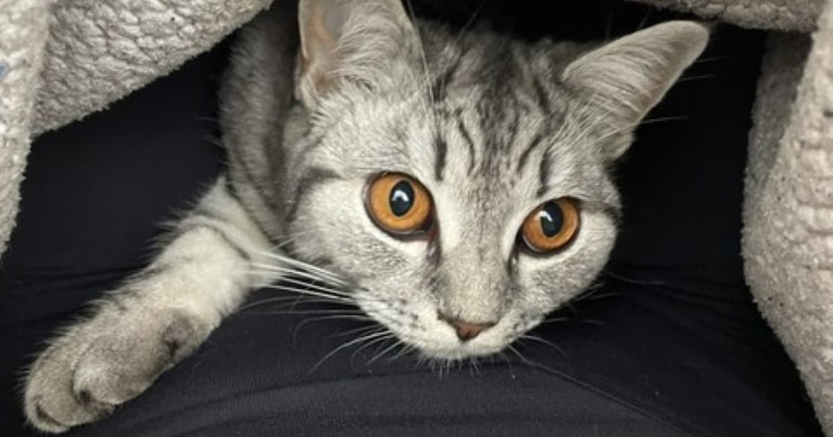 Heb jij Raymond gezien? Dit huisdier wordt in Bloemendaal vermist