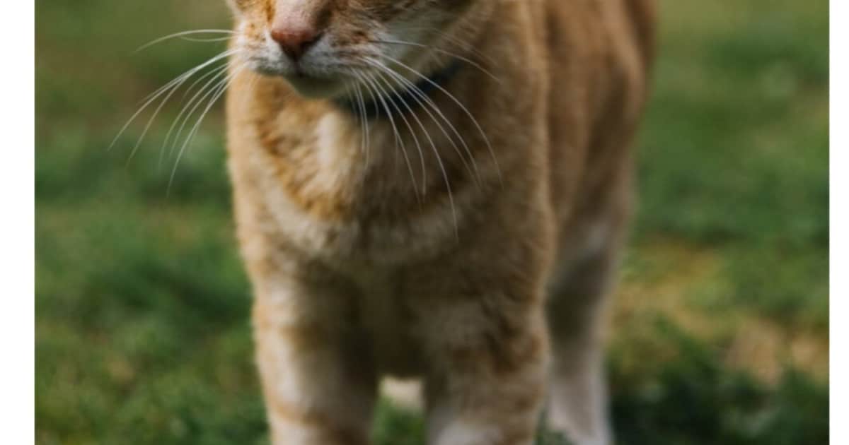 Heb jij Neo of Tica gezien? Deze twee huisdieren worden in Bergen vermist