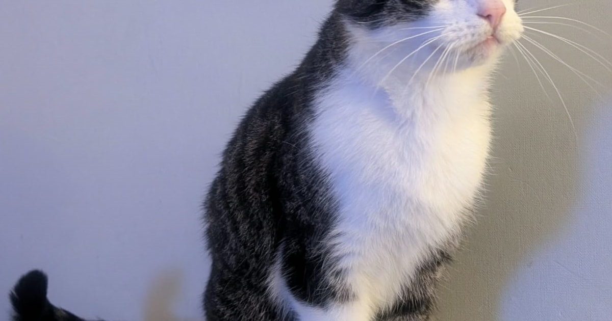 Heb jij Mowgli gezien? Dit huisdier wordt in Wierden vermist