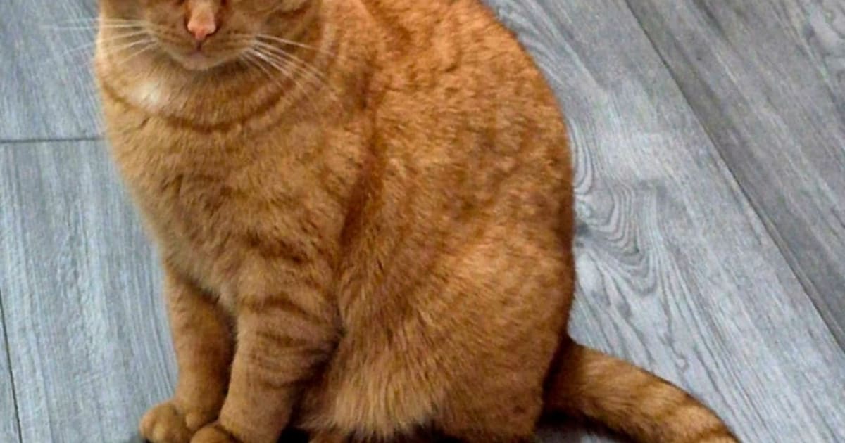 Heb jij Tommie, Gijs of Rudy gezien? Deze drie huisdieren worden in Zeist vermist