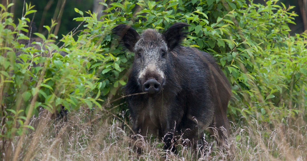 Winterwandeling Onzalige bossen in De Steeg