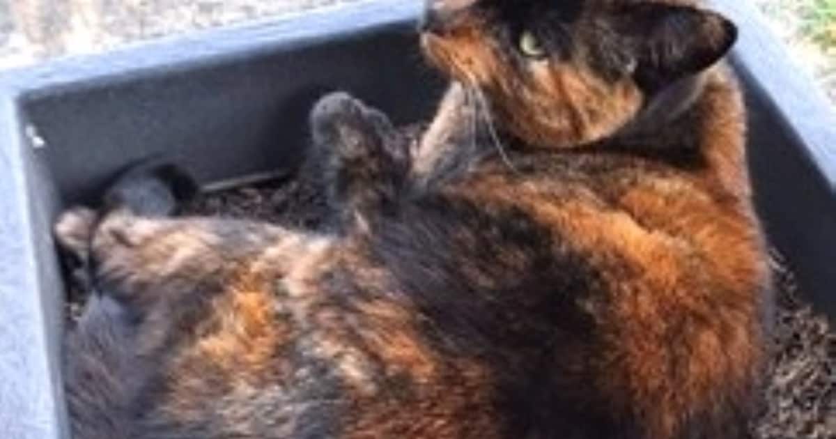 Heb jij Floortje, Billi of Bruno gezien? Deze drie huisdieren worden in Leudal vermist