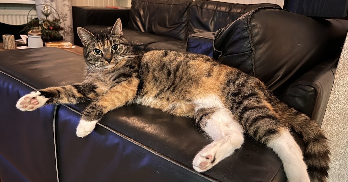 Heb jij Simcha gezien? Dit huisdier wordt in Bunschoten-Spakenburg vermist