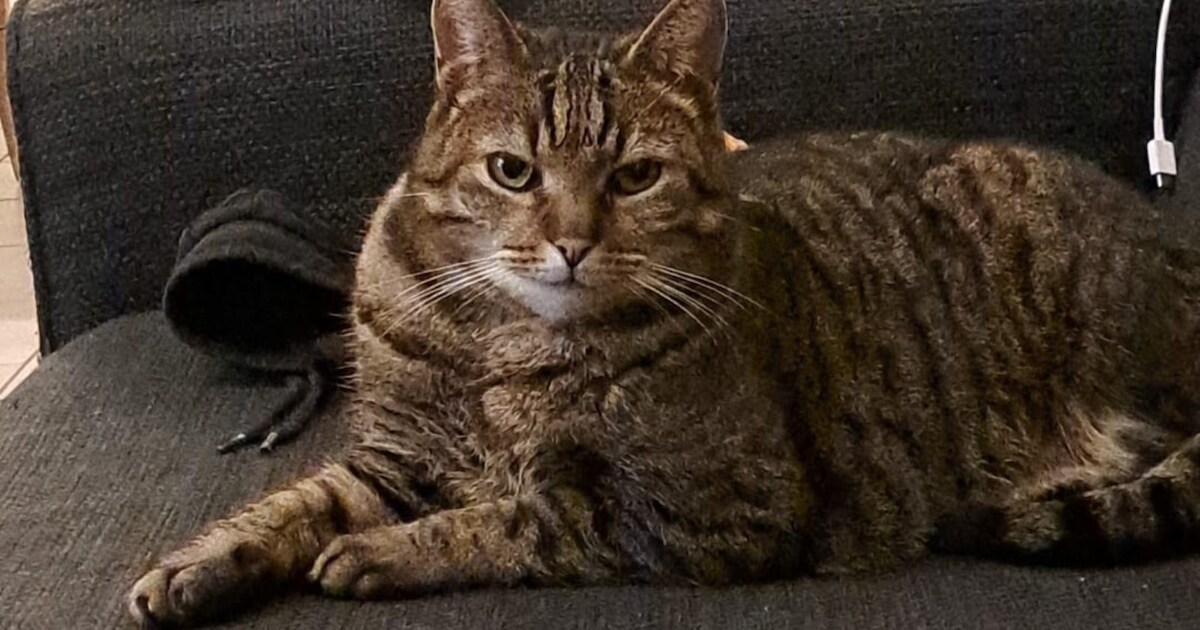 Heb jij Tommie of Coco gezien? Deze twee huisdieren worden in Bladel vermist | Foto