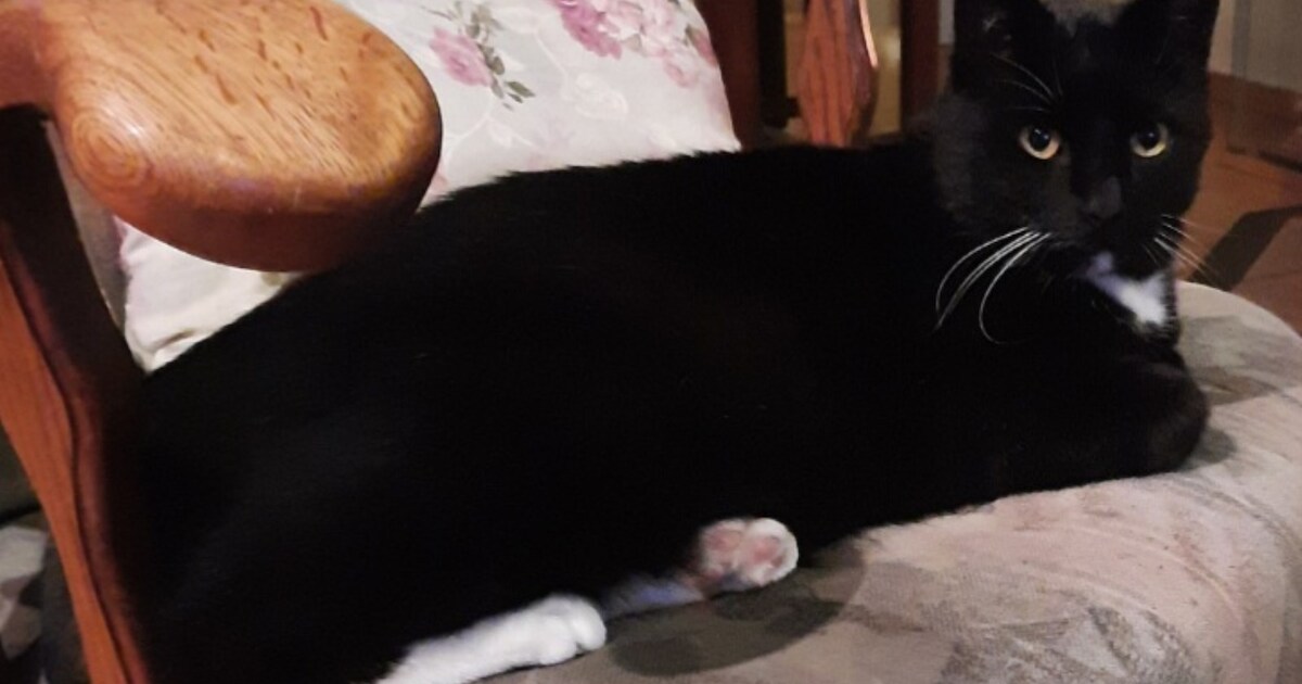 Heb jij Jacky gezien? Dit huisdier wordt in Emmen vermist