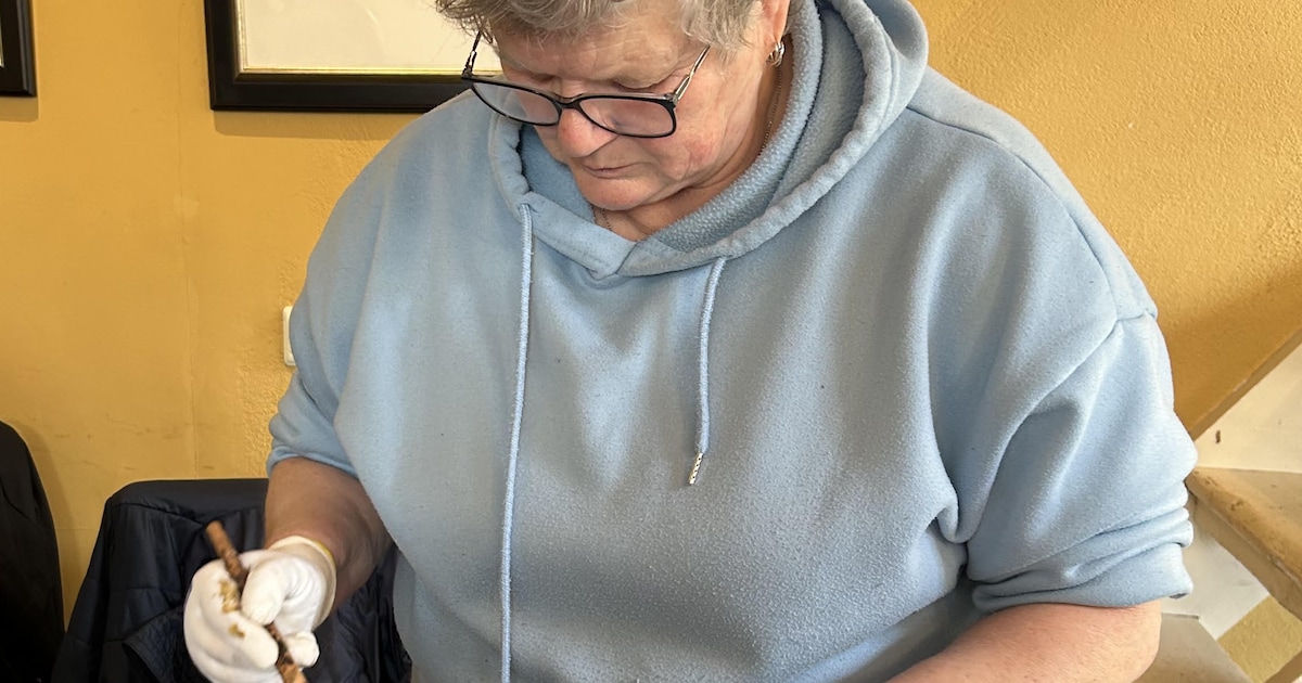 Fruitdeskundigen staan bij Overtuin in Warnsveld klaar om jonge twijgjes te enten