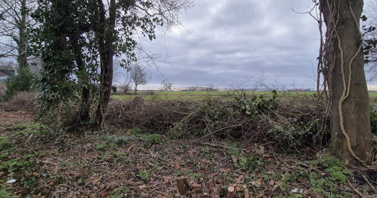Werkzaamheden aan Brieske bos, Kooibos en DWOW bos in Hollands Kroon vanwege achterstallig onderhoud