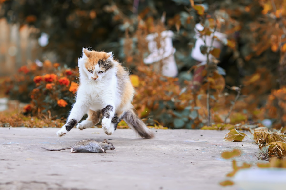 mag een kat buiten lopen