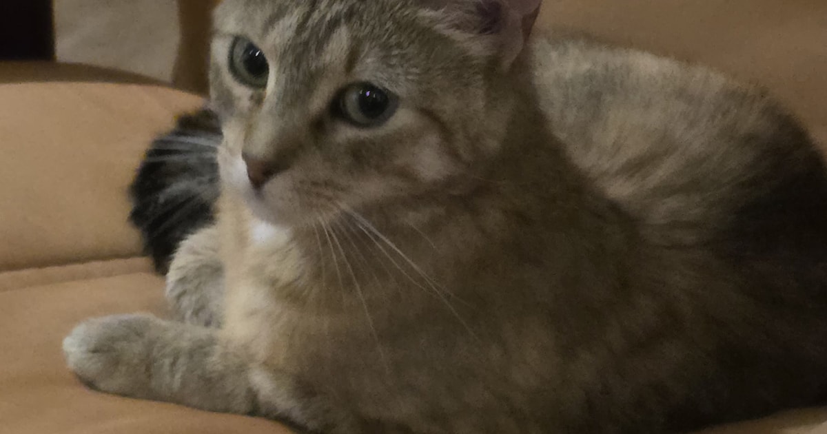 Heb jij Catta of Kitty gezien? Deze twee huisdieren worden in Purmerend vermist