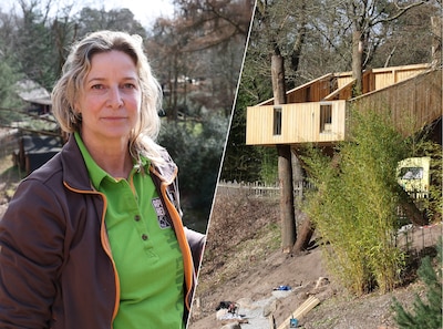 Nieuwe uitkijktoren in Apenheul geeft uniek zicht op gorilla’s: ‘Net als in de natuur’