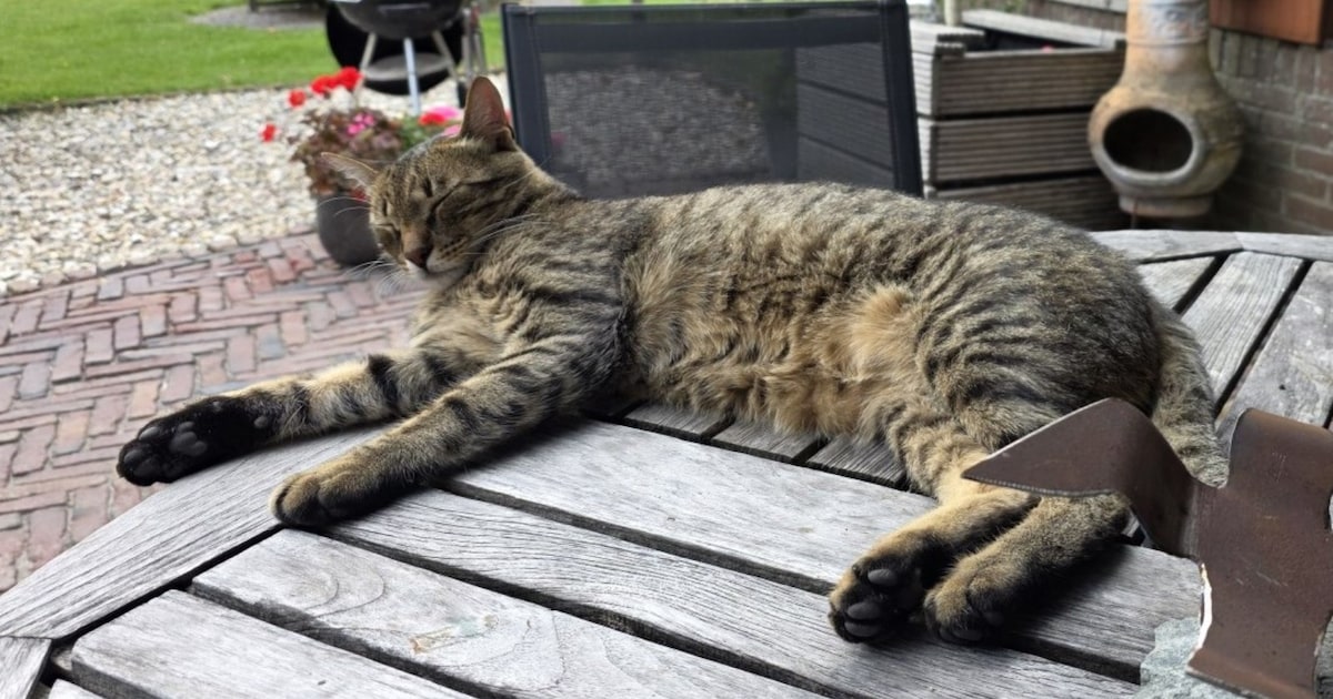 Heb jij Hu of Jop gezien? Deze twee huisdieren worden in Drechterland vermist
