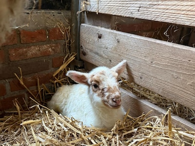 Vroegrijpe jonge ram zonder hoorntjes zorgt voor babyboom in Schijndel: ‘Hij liep gewoon tussen de o