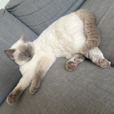 Heb jij Chucky, Pip de kip of Sjonnie gezien? Deze acht huisdieren worden in Arnhem vermist