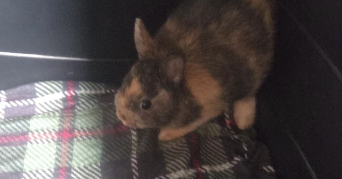 Heb jij Bambi gezien? Dit huisdier wordt in Nieuwegein vermist