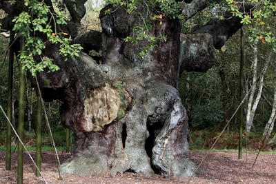 1200 jaar oude ‘Robin Hood-boom’ in Engels Sherwood Forest bezweken