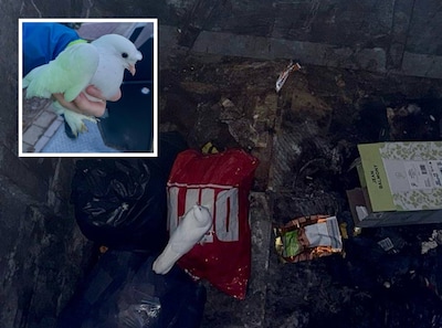 Duif belandt tussen de vuilniszakken in ondergrondse afvalcontainer: ‘Het dier probeerde wanhopig om