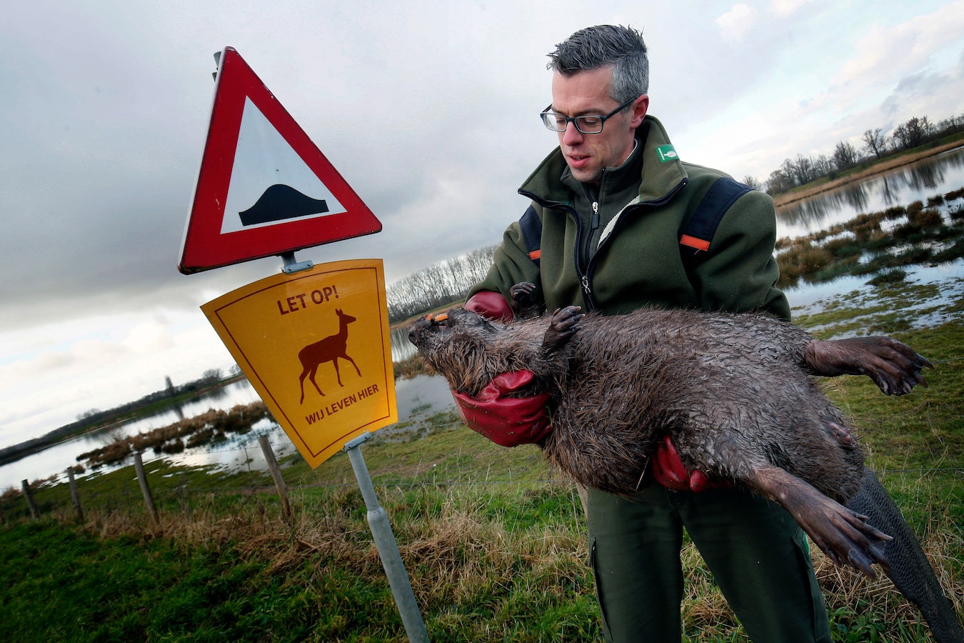 En dat is tien, boswachter vindt weer een dode bever langs de ...
