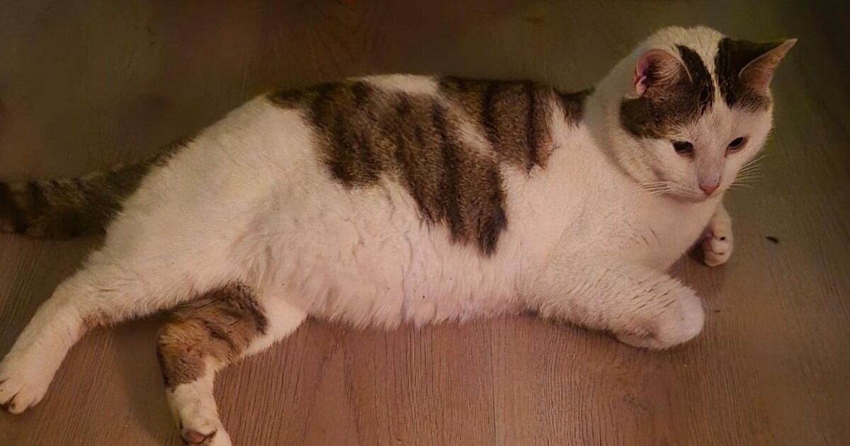 Heb jij Maxi, Puppy of Churchill gezien? Deze vier huisdieren worden in Assen vermist