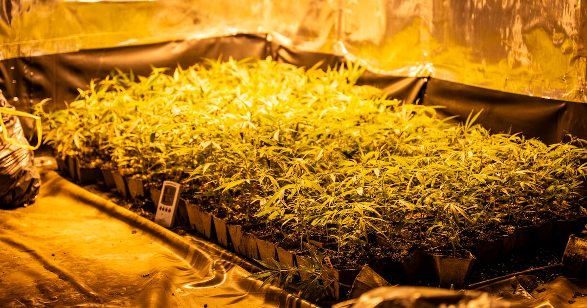 Wietkwekerij met honderden planten ontdekt in bedrijfspand in Alphen