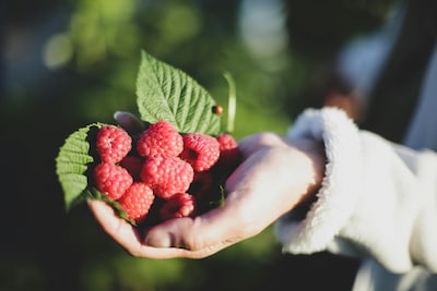 Maak van je straat een pluktuin: aanmelding najaarsactie 'Proef de natuur' geopend