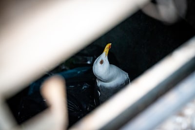 Meeuw belandt zelf in een afgesloten container, maar laat zich niet makkelijk vangen