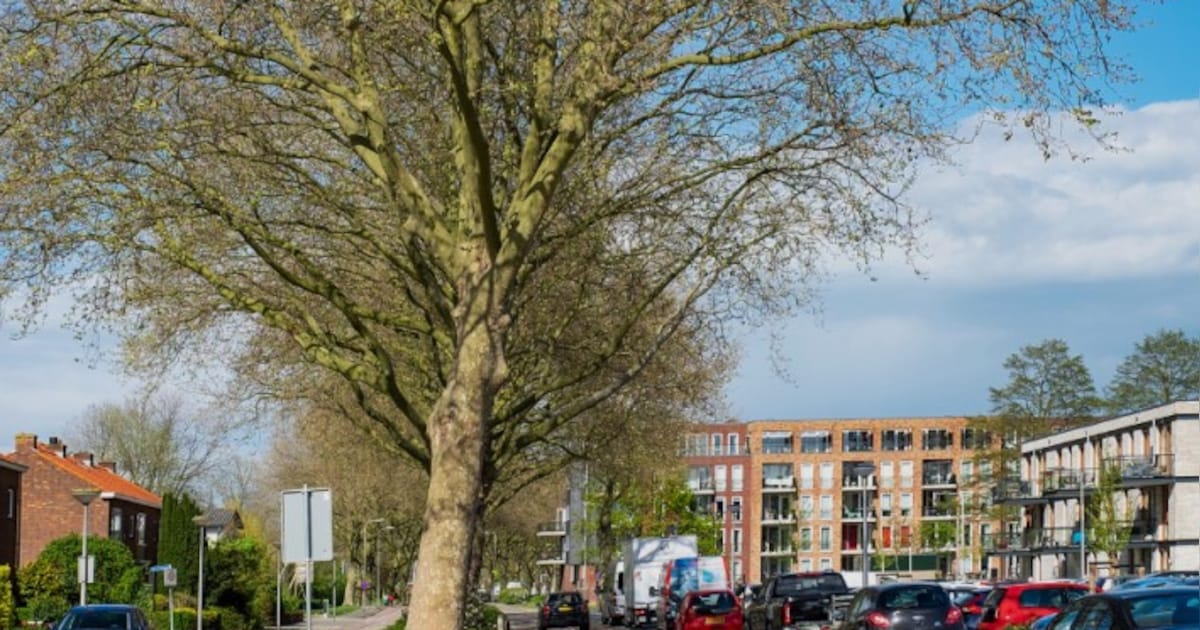 meer-bomen-hebben-beschermde-status-dankzij-speciale-lijst-krimpen