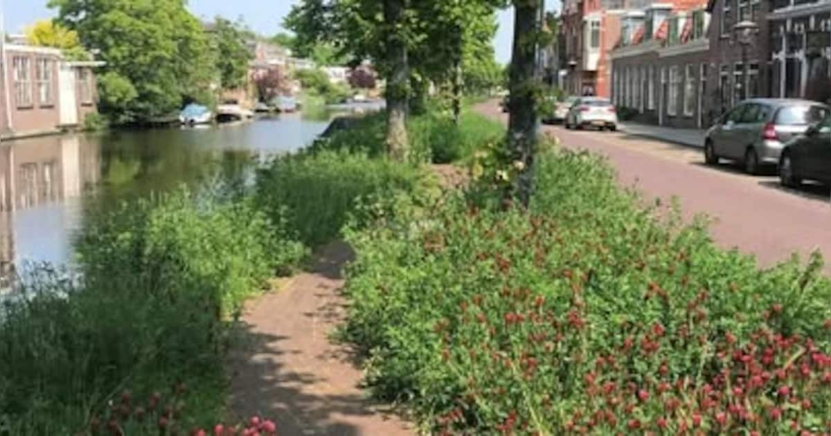 Leiden stimuleert vergroening van straten: geveltuintje of boomspiegel vergrijkbaar bij gemeente