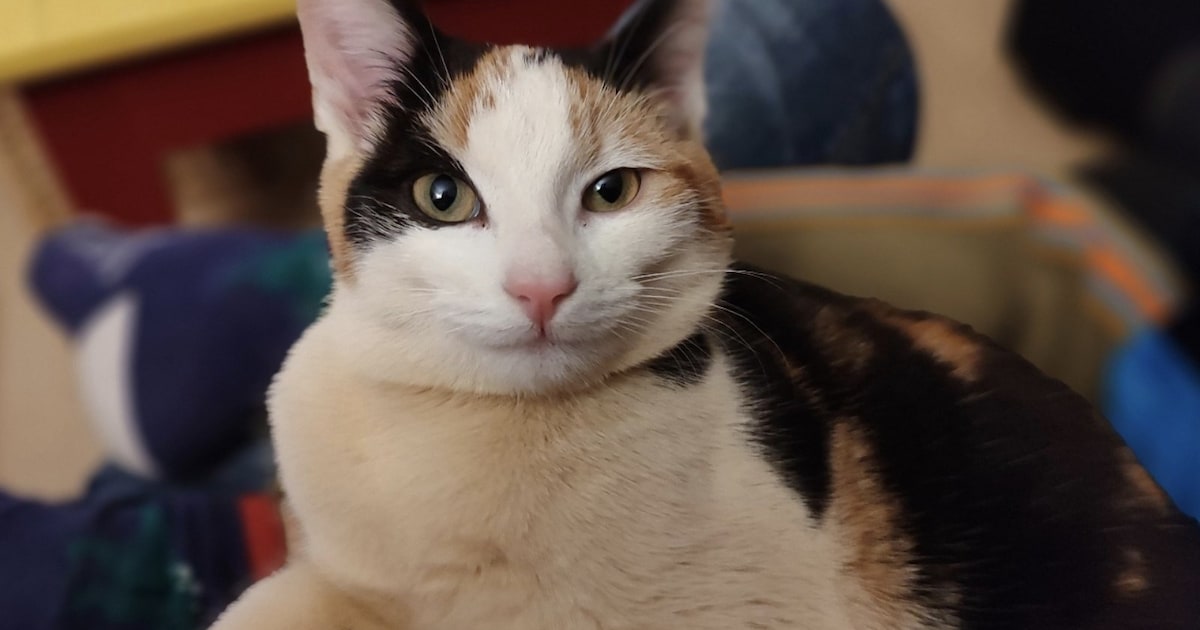 Heb jij Luna of Coco gezien? Deze drie huisdieren worden in Lingewaard vermist