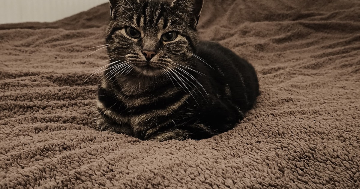 Heb jij Wiesje of Griffindor gezien? Deze twee huisdieren worden in Maashorst vermist