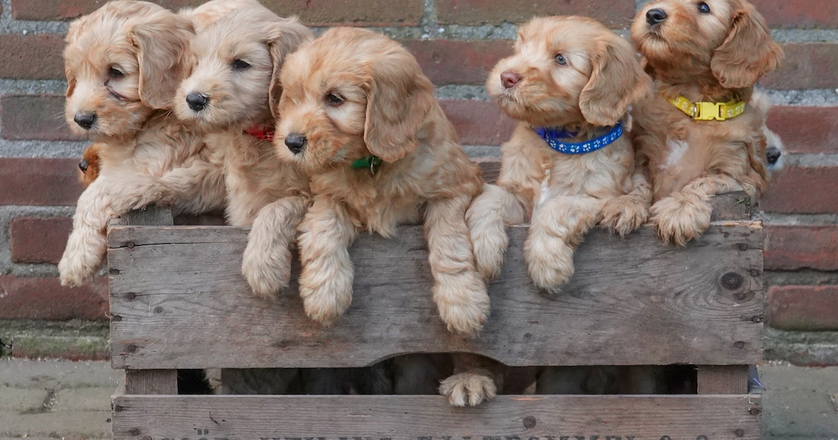 Is jouw hond de leukste van de hele wereld? Bekijk de foto’s