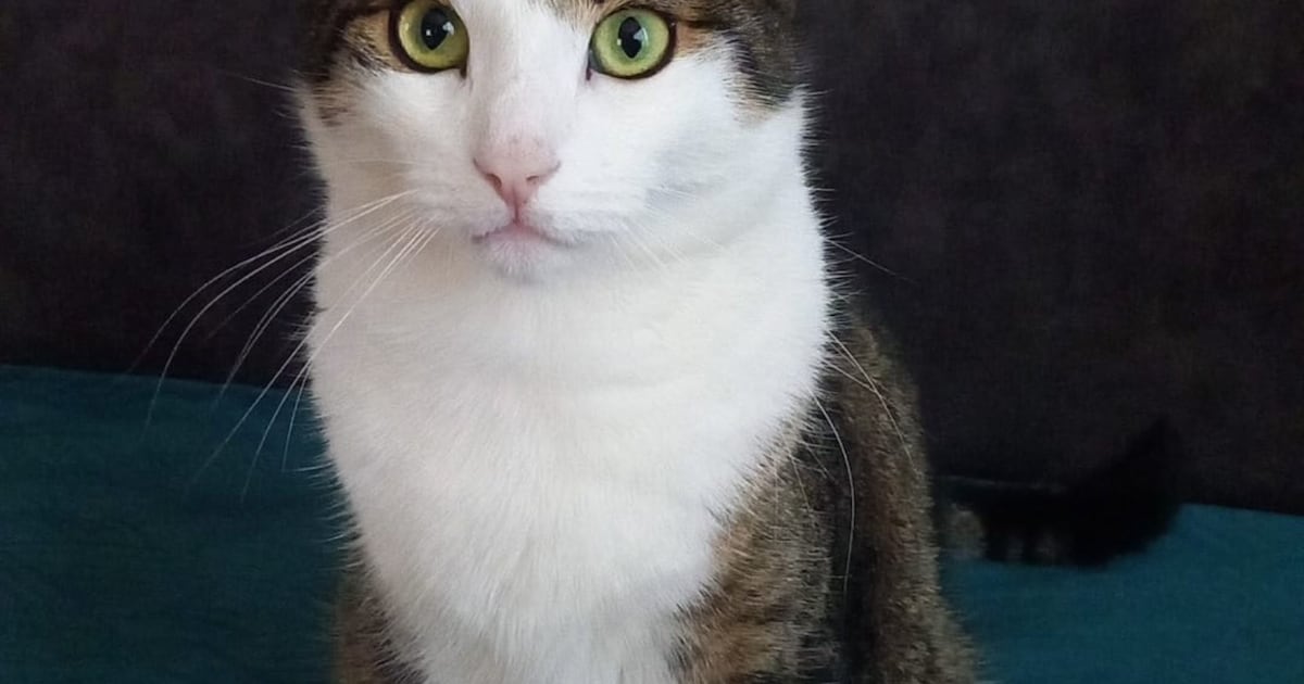 Heb jij Rebel gezien? Dit huisdier wordt in Venray vermist