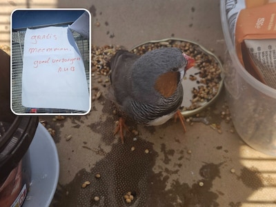 Dierenopvang doet aangifte na achtergelaten vogel in Oss, vermoedelijke eigenaar reageert: ‘Ik mis m