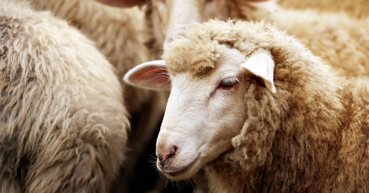 Geen grasmaaier, maar een kudde schapen: Hamont-Achel kiest voor natuurlijk maaibeheer