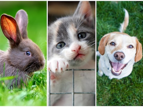 Stuur je leukste foto van je huisdier in!