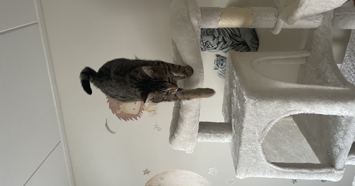 Heb jij Ceres gezien? Dit huisdier wordt in Meppel vermist