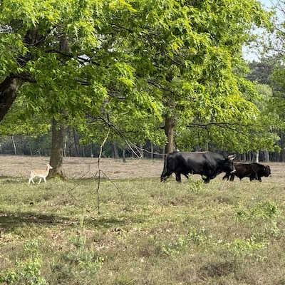 Jong damhert tussen de taurossen wordt afgeschoten in natuurgebied de Maashorst: ‘Dat vinden wij gee