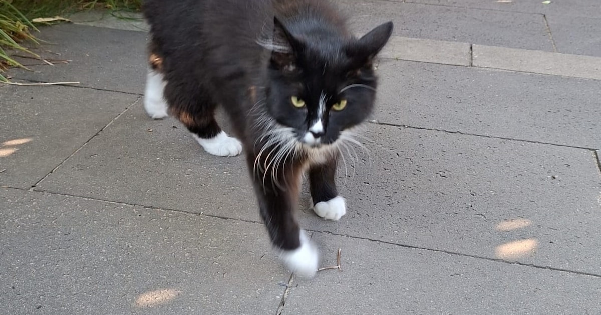 Heb jij Sok gezien? Dit huisdier wordt in Doetinchem vermist