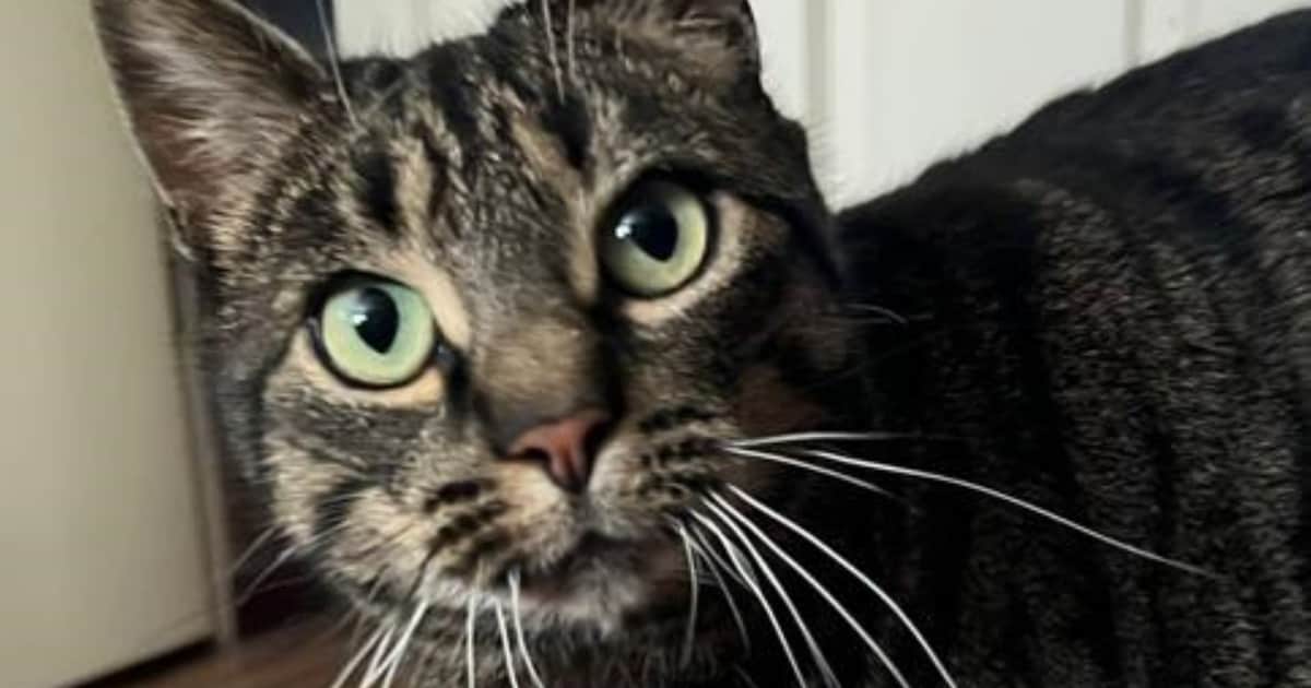 Heb jij Catootje of Biru gezien? Deze twee huisdieren worden in Almelo vermist